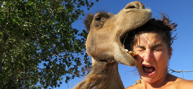В Австралии верблюд чуть не откусил туристке голову