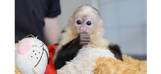 Таможенники не собираются возвращать Биберу конфискованную обезьянку