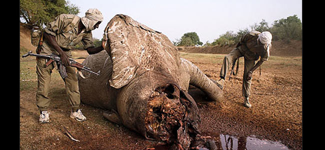 Мозамбик без слонов — что мужик без штанов: жить можно, но стыдно - фото 1