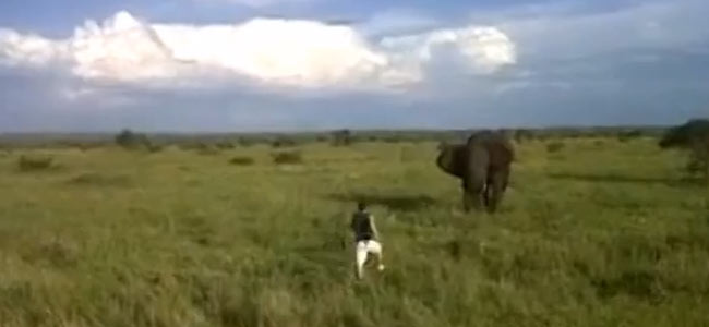 Пьяный турист напал на слона в национальном парке Крюгер в ЮАР