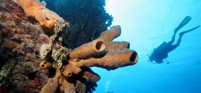 Удивительный подводный мир — последнее, что увидел в жизни 73-летний американец