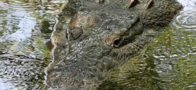 Добрый турист в Канкуне накормил крокодила своими пальцами