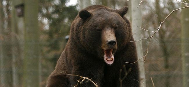 В Йеллоустоунском парке медведи гризли нападают на туристов
