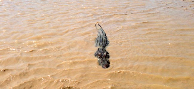 Австралиец полез купаться в реку с крокодилами и стал едой для одного из них