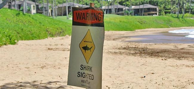 На Мауи — четвертое нападение акул на людей за две недели