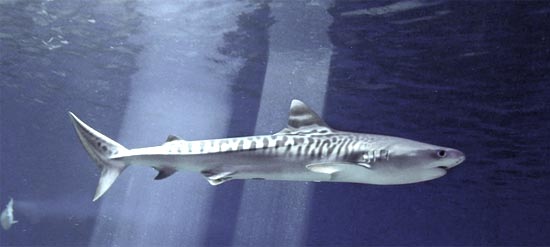 Тигровая акула на Гавайи