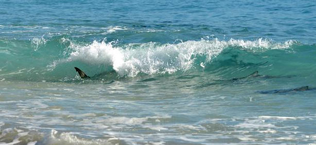 Акула укусила голландскую туристку у самого берега на пляже во Флориде