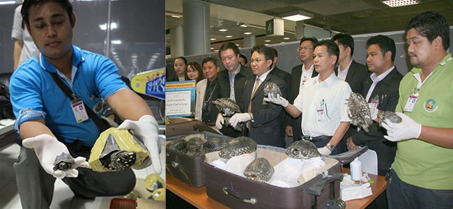 Пакистанца поймали в аэропорту Бангкока с 4 чемоданами черепах