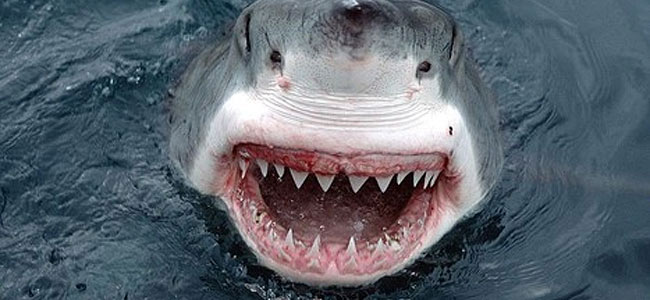 Байдарка против акулы: рыболов на Гавайи погиб после дуэли с хищником
