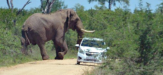 Злой слон-хулиган атаковал машину с британской учительницей в ЮАР