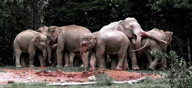 Слоны убили американку в заповеднике в Таиланде