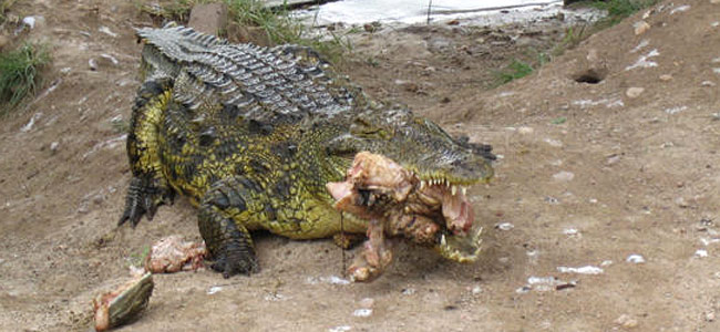 lake-kariba-crocodile