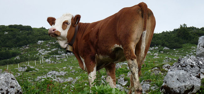 Австрийские коровы напали на даму с собачкой из Германии и убили её