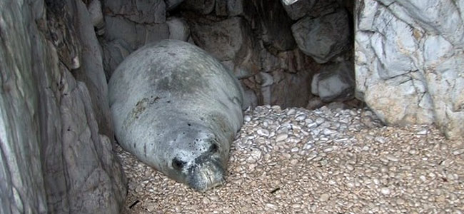 Туриста выгнали из Хорватии за то, что ударил на пляже тюленя-монаха