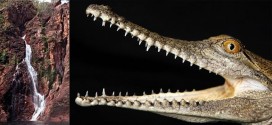 Двухметровый крокодил укусил туриста из России в австралийском парке