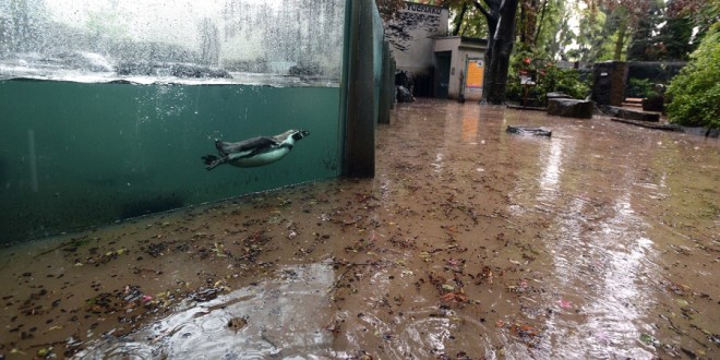 Паводок затопил зоопарки Приморья