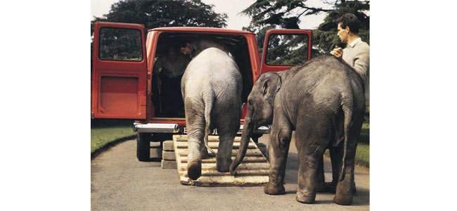 Из-за туристического бума в Таиланде буйно расцвела контрабанда слонов