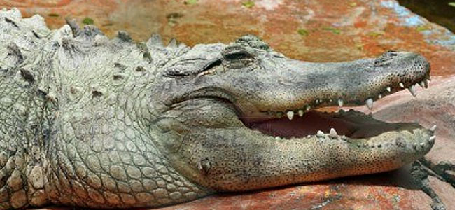 В Малаге ловят наглеца — крокодила-беглеца
