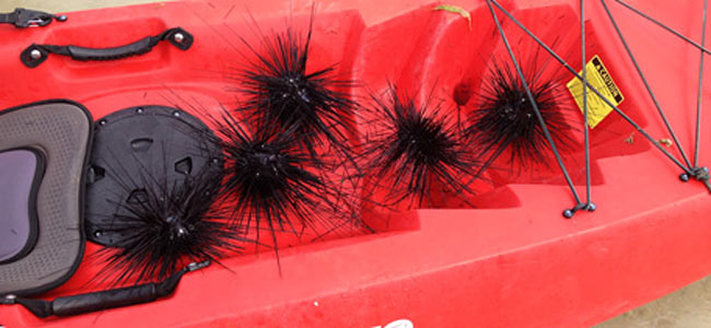 sea-urchins-dubai