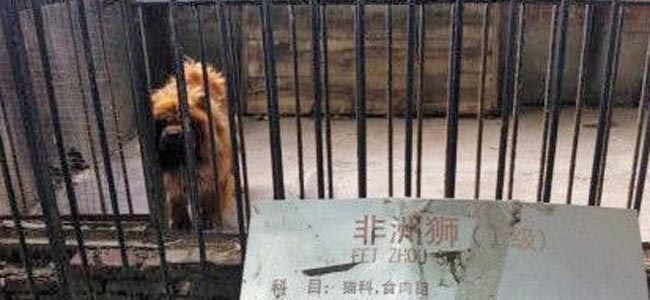 В китайском зоопарке мохнатую собаку выдавали за льва