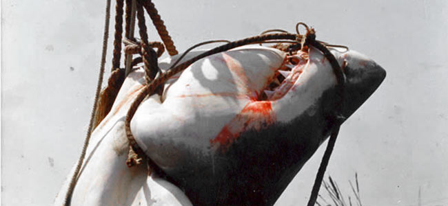 За Реюньон без людоедов. Французские власти решили убить 90 акул в водах курортного острова