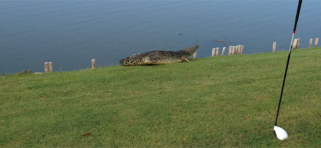 Клюшки для гольфа спасли жизнь шотландцу в схватке с крокодилом в Мексике