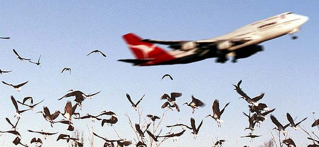 Птицы устроили пожар в самолете на Мумбаи с 313 пассажирами на борту