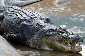 На Крите появился двухметровый крокодил