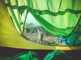 Челябинский котенок-турист вместе со своими хозяевами  покорил несколько горных вершин
