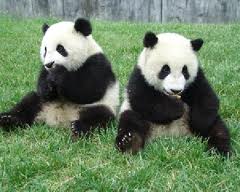 Аренда двух гигантских панд для зоопарка Таиланда продлена на 10 лет
