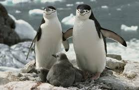 Аргентина предлагает экзотическую экскурсию в колонию магеллановых пингвинов