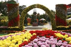 Корейские фестивали хризантем традиционно привлекают туристов из разных стран