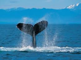 Гавайи приглашают всех любителей понаблюдать за китами