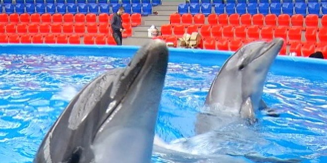 В Сочи открылся новый дельфинарий