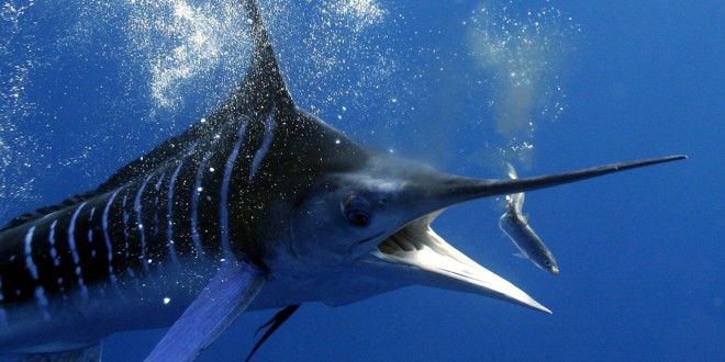 Огромная рыба-меч напугала туристов в Светлогорске