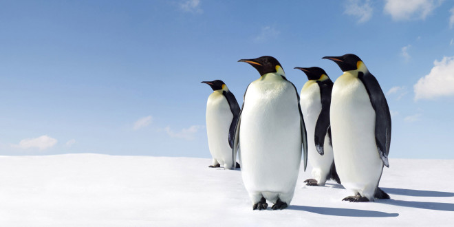 Пингвины-геи сменили место жительства